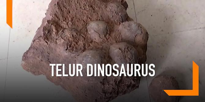 VIDEO: Sekelompok Mahasiswa Temukan Fosil Telur Dinosaurus