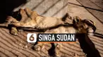 THUMBNAIL SINGA