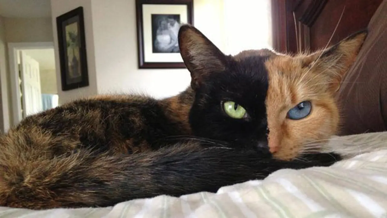 Bertemu dengan Venus, si Kucing Bermuka Dua
