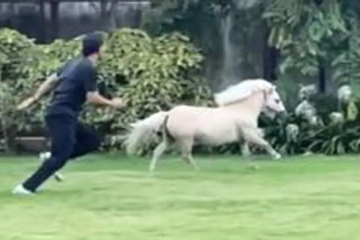 Kuda poni balapan lari dengan pemiliknya