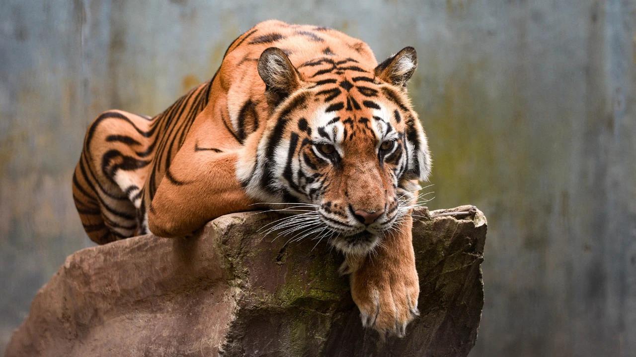 FOTO: Kebun Binatang Bandung Disorot Usai Kematian Dua Anak Harimau Benggala