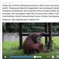 Seekor orangutan memungut dan mengisap rokok yang dibuang sengaja oleh seorang pengunjung kebun binatang. (Screenshot: Facebook/Marison Guciano)