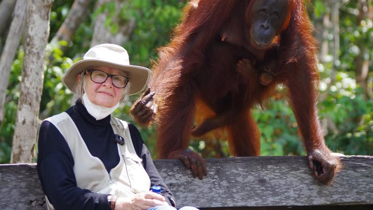 Dr. Birute Mary Galdikas Meninggal Dunia, Selamat Jalan Ibu Orang Utan Kalimantan