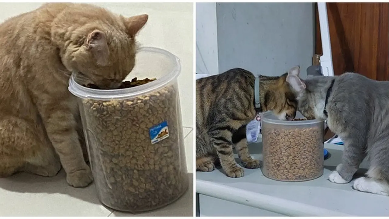 6 Potret Aksi Kucing Makan Langsung dari Toples, Ada Saja Tingkah Lucunya
