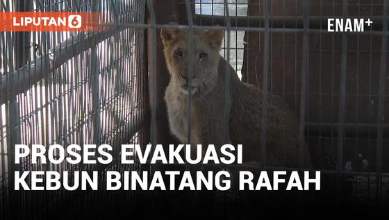 VIDEO: Evakuasi Kebun Binatang Rafah saat Gempuran Israel