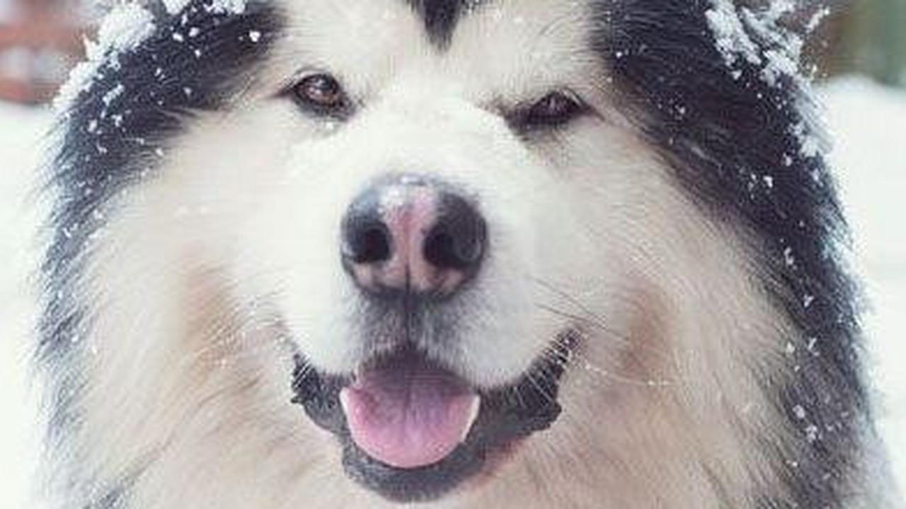 6 Unique Facts About Alaskan Malamute Dogs