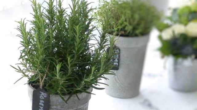 [Bintang] 6 Tumbuhan Bumbu dan Rempah yang Bisa Ditanam di Dapur Rumahmu