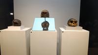 Koleksi fosil manusia purba dari Museum Sangiran yang dipamerkan di Museum Nasional Indonesia. (dok. Liputan6.com/Dinny Mutiah)