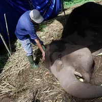 Yani, Gajah Itu Mengeluarkan Air Mata Sebelum Menemui Ajal. (foto via : The Sun.co.uk)