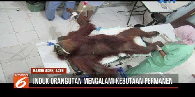 Induk Orangutan di Aceh Ditemukan Sekarat dengan 74 Luka Tembak