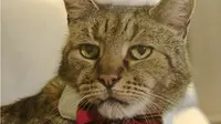 Kucing Tertua di Dunia Rayakan Natal ke-31