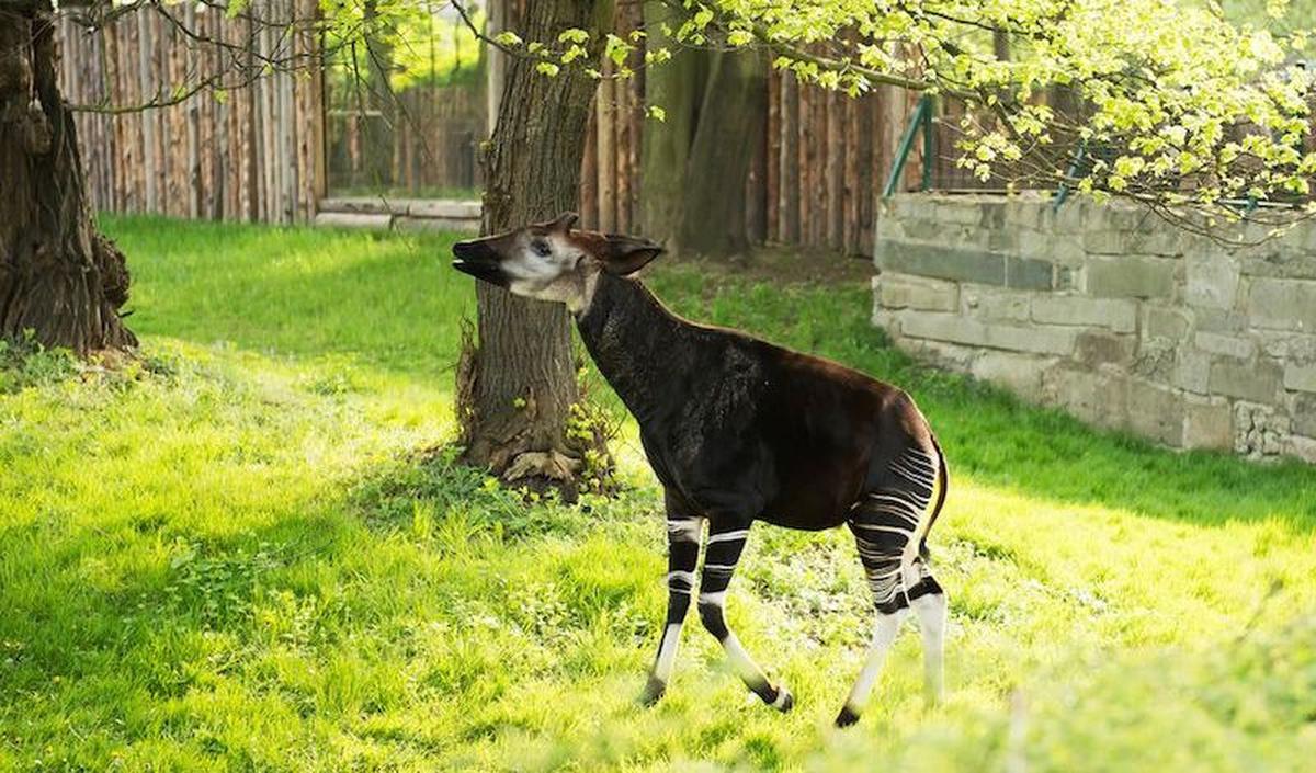 Okapi, yang diumumkan oleh petugas kebun binatang sebagai bayi laki-laki, lahir pada 17 Desember lalu&nbsp;<br>