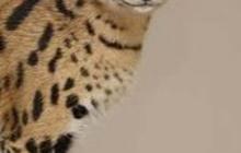 Kenalan dengan Marco, Si Kucing Serval Langka di Taman Safari Indonesia yang Menggemaskan