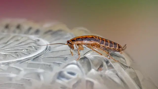 Cockroach