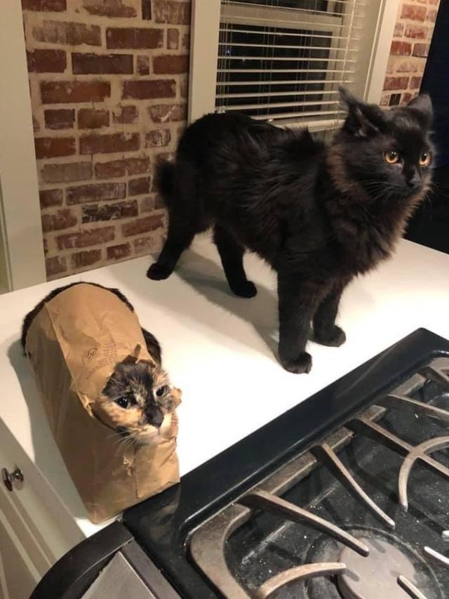 8 Tingkah Nyeleneh Kucing yang Bikin Geleng-Geleng Kepala