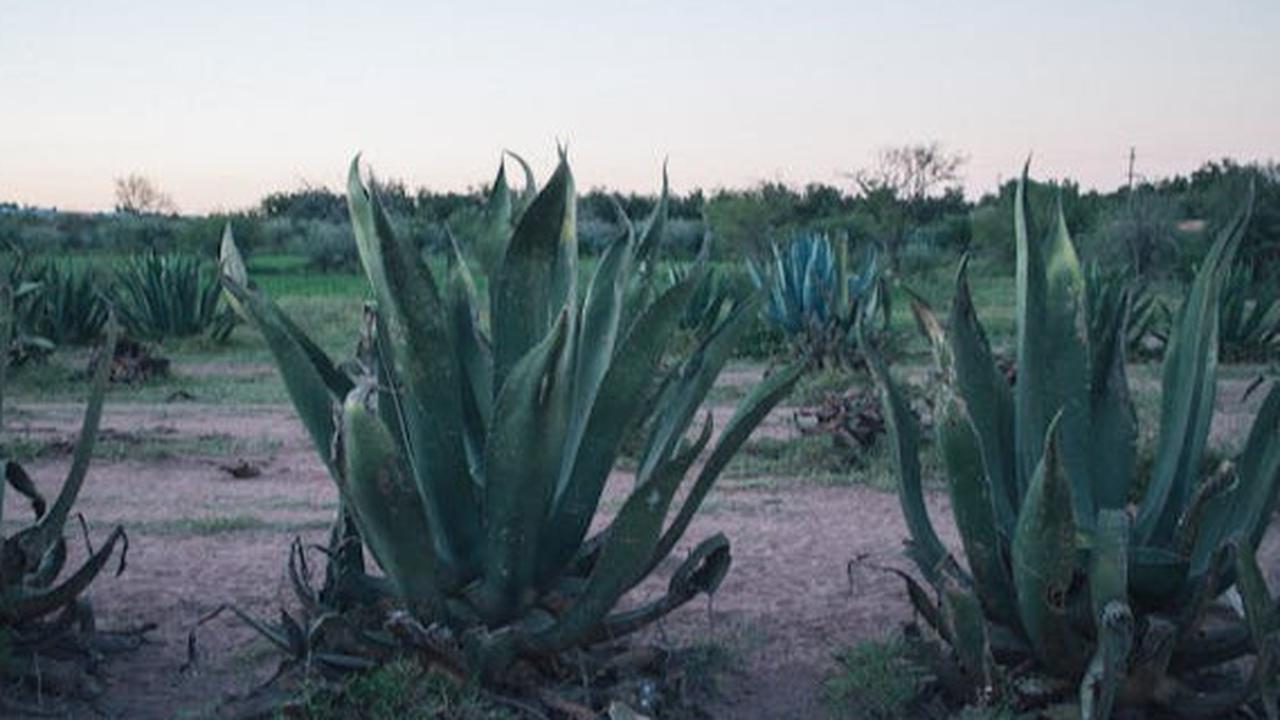 Manfaat Kesehatan dari Agave atau Lidah Naga