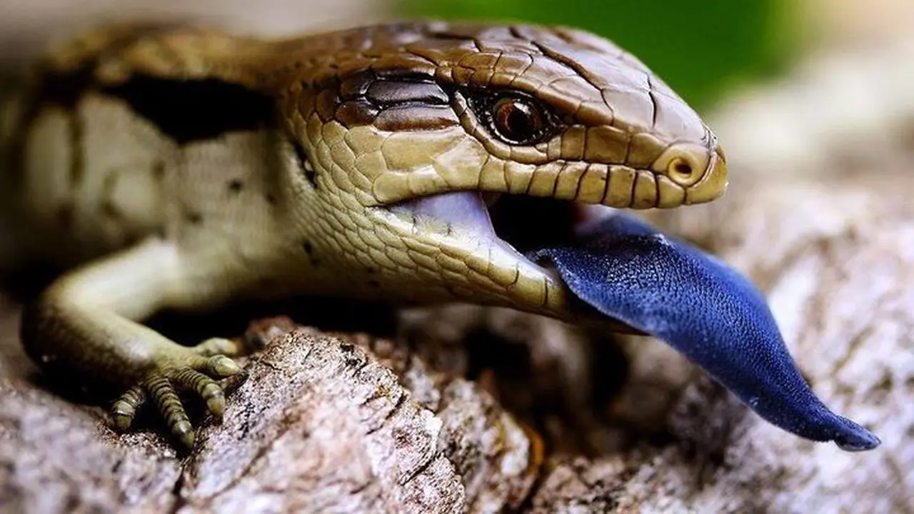 Kadal Lidah Biru