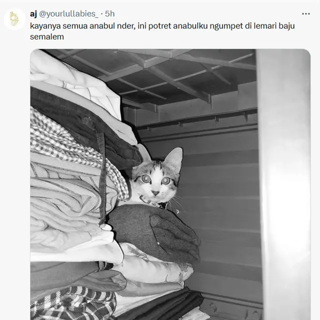6 Potret Kucing Sembunyi Takut Dengar Kembang Api, Bikin Kasihan tapi Gemas