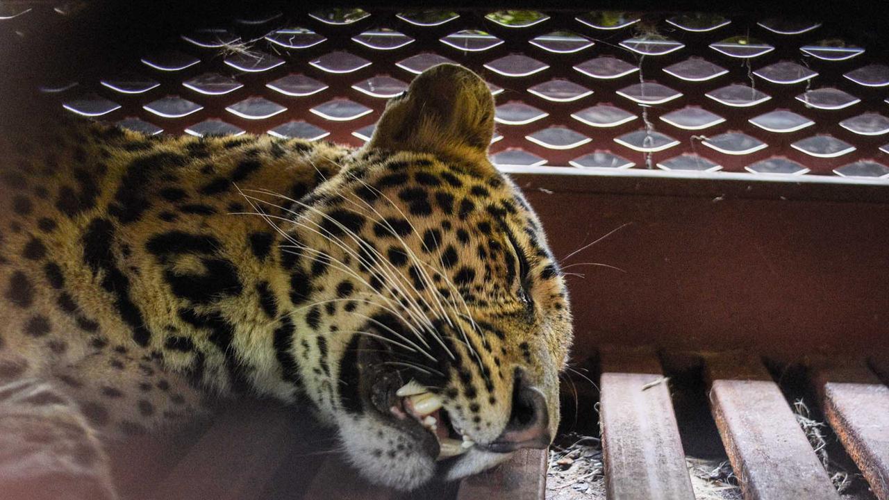 FOTO: Drama Evakuasi Macan Tutul Nyasar ke Hotel di Bandung, Butuh Waktu Tiga Jam