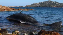 Foto pada 28 Maret 2019, seekor paus ditemukan mati terdampar di Pulau Sardinia, Italia. Hewan malang dengan panjang delapan meter itu pertama kali ditemukan oleh lembaga lingkungan kelautan (SeaMe) di pantai yang merupakan hotspot wisata Sardinia Porto Cervo. (SEAME Sardinia Onlus via AP)