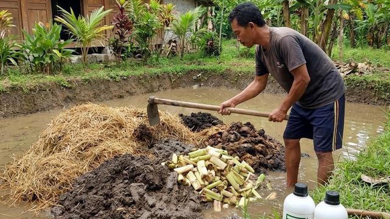 Ternak Belut Media Jerami, Panduan Praktis Budidaya di Rumah Sampai Panen