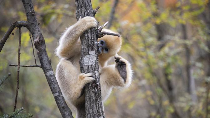 Seekor monyet emas di Pusat Penelitian Monyet Emas Dalongtan, Taman Nasional Shennongjia, Provinsi Hubei, China, 11 Oktober 2020. Berkat upaya otoritas setempat dan perbaikan lingkungan selama beberapa tahun terakhir, jumlah monyet emas di Shennongjia kini hampir 1.500 ekor. (Xinhua/Wang Siban)