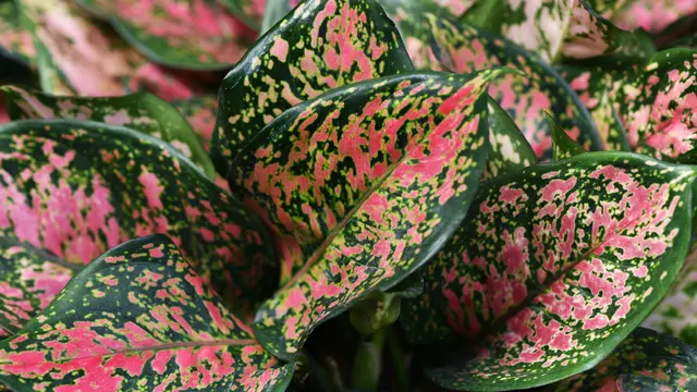 Aglaonema