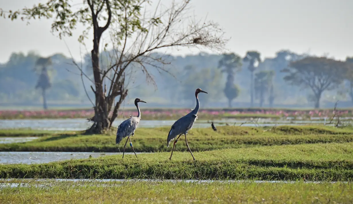 Sepasang bangau Sarus Timur setelah dilepasliarkan di waduk Huai Chorakhe Mak, Buriram, Thailand, Minggu (25/12/2022). Bangau sarus tidak hanya menjadi spesies bangau tertinggi, tapi juga spesies burung terbang berbadan tertinggi sedunia. (Lillian SUWANRUMPHA / AFP)