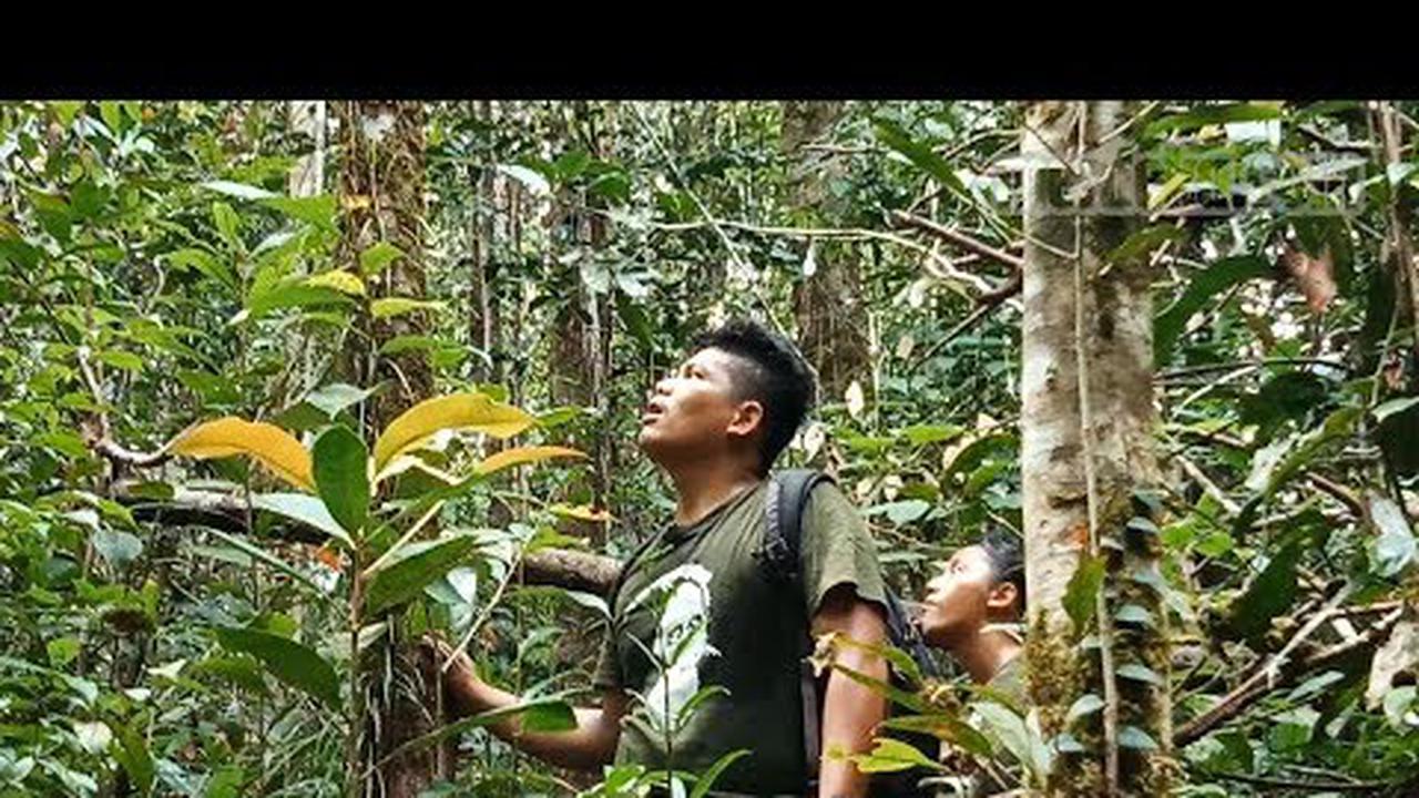 VIDEO: Para Penjaga Hutan Batang Toru