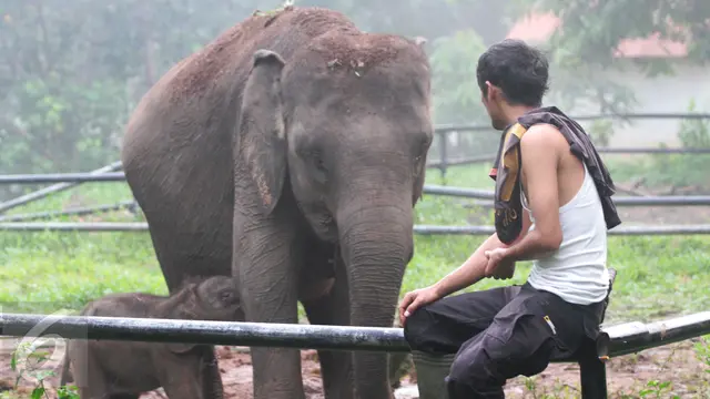 20161011-Bayi-Gajah-Lahir-Waykambas-F4
