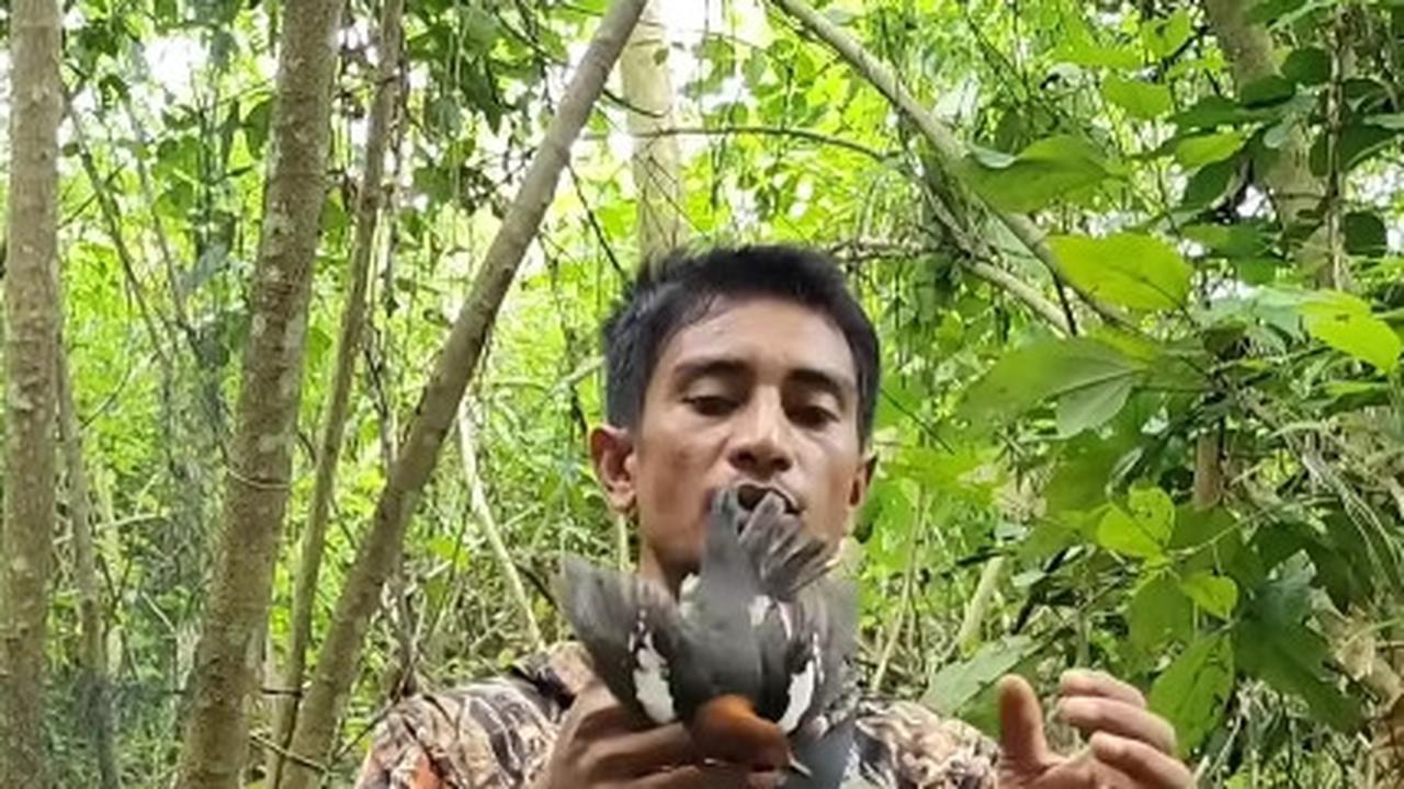 Canggih Pria Ini Tangkap Burung Anis Kembang yang Pernah Jadi Favorit Penghobi