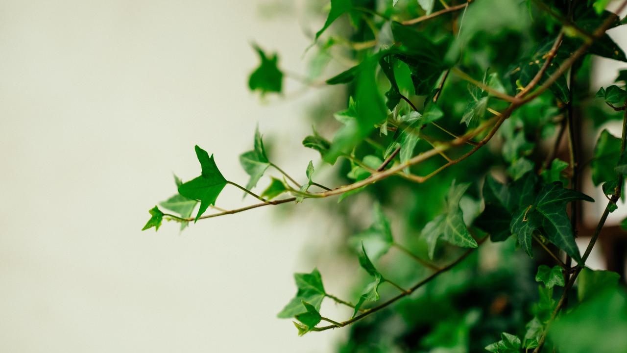English ivy