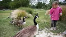 Seorang gadis kecil bermain dengan angsa di Taman Zoologi Paris, Bois de Vincennes, Paris, Prancis, Selasa (9/6/2020). Taman Zoologi Paris kembali dibuka setelah hampir tiga bulan tutup saat Prancis melonggarkan lockdown untuk mencegah penyebaran COVID-19. (Xinhua/Gao Jing)