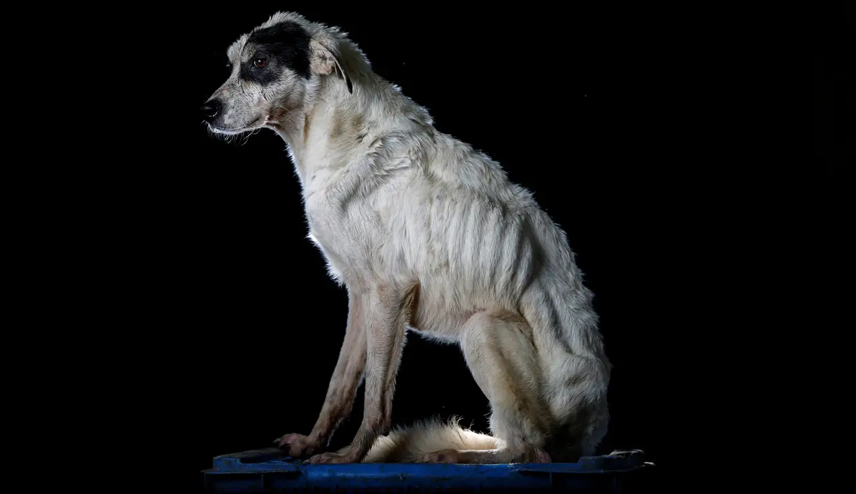 Mancha difoto saat berada di pusat penampungan anjing Famproa di Los Teques, Venezuela, 16 Agustus 2016. Mancha menjadi anjing yang tidak dicintai karena sering kali digigit oleh kawan-kawannya di tempat penampungan itu.  (REUTERS/Carlos Garcia Rawlins)