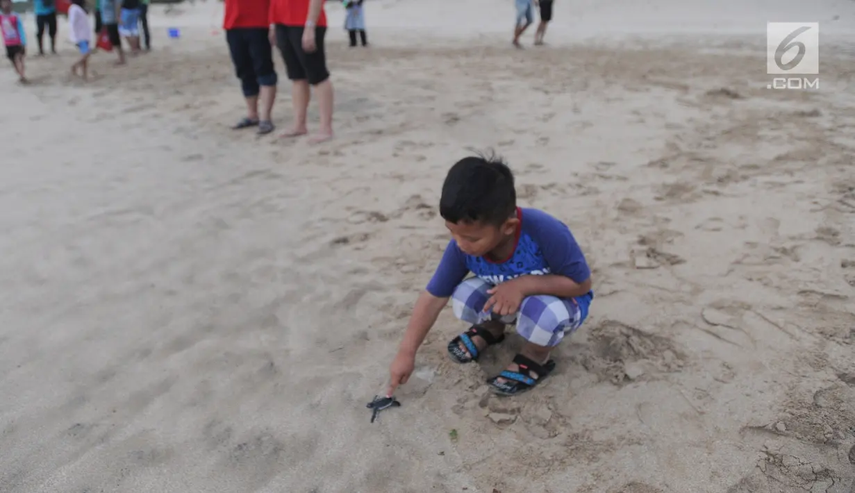 Seorang anak memegang tukik saat dilepas di Pantai Pangumbahan, Ujung Genteng,  Sukabumi, Jawa Barat (27/10). Pelepasan dilakukan setiap penetasan tukik di tempat penangkaran Penyu hijau yang dikelolola DKPP Pemprov Jawa Barat. (Merdeka.com/Arie Basuki)