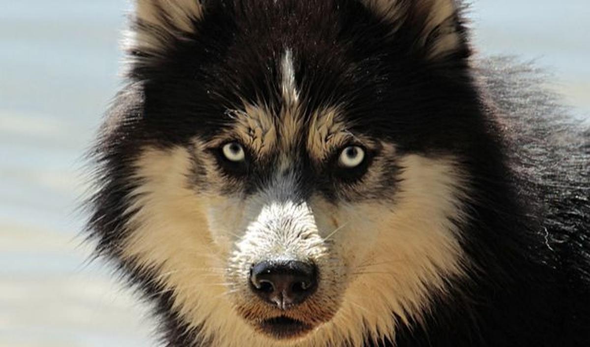<b>3.&nbsp;Evolusi anjing dari serigala</b>
