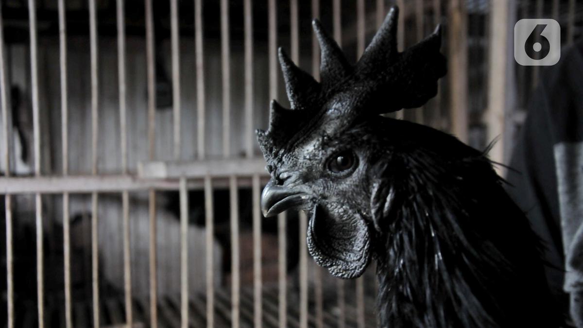 7 Cara Ternak Ayam Cemani di Lahan 2x3 Meter Modal Rp500 Ribu, Keuntungan Menjanjikan