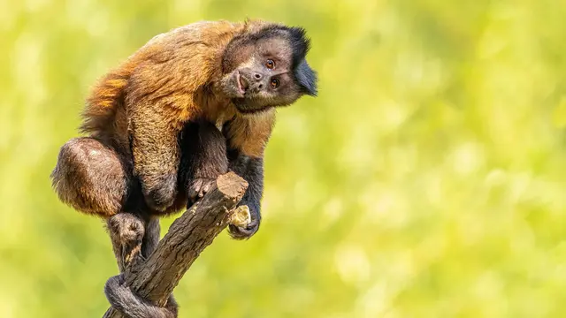 Keliling Nusantara hingga Hadirnya Satwa Baru Meriahkan Selebrasi HUT ke-77 di Jakarta Aquarium