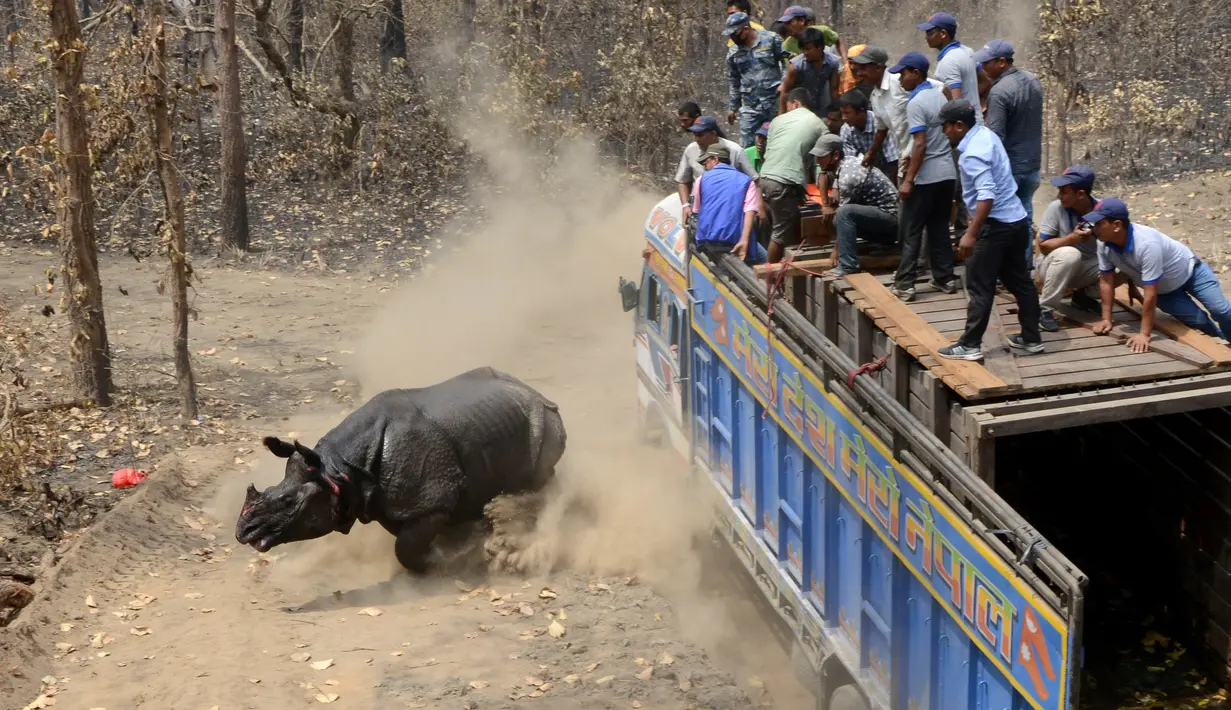 Seekor badak usai menyeruduk truk di Taman Nasional Chitwan, Nepal (4/4). Tim teknis dokter hewan Nepal dan petugas konservasi merilis pemindahan lima badak bercula satu yang terancam punah dari alam liar ke Taman tersebut. (AFP Photo / Prakash Mathema) 