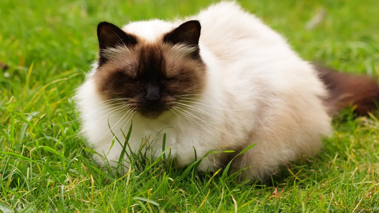 Kucing Himalaya