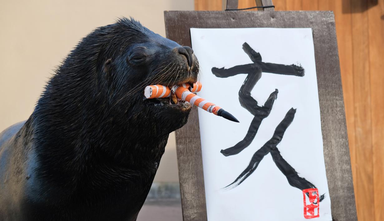 Singa laut 'Leo' (15) usai melukis aksara China tahun babi hutan sebagai persiapan Tahun Baru Imlek di Hakkeijima Sea Paradise, Yokohama, Tokyo (26/12). Imlek yang akan datang akan masuk ke dalam Tahun Babi. (AFP Photo/Kazuhiro Nogi)
