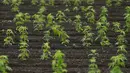 Tanaman ganja yang masih muda terlihat tumbuh subur di sebuah perkebunan terbesar di Kanuma, Prefektur Tochigi, Jepang, 5 Juli 2016. Nantinya ganja tersebut dipanen untuk diolah kembali menjadi kain, tali ataupun kertas. (REUTERS/Issei Kato)