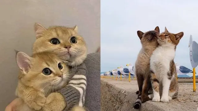 10 Potret Kocak Kucing Bucin sama Pasangannya Ini Bikin Iri - Hot ...