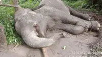 Seekor Gajah Sumatra (Elephas maximus sumatranus) ditemukan mati diduga diracun untuk diambil gadingnya. (Liputan6.com/ Dok TNTN)