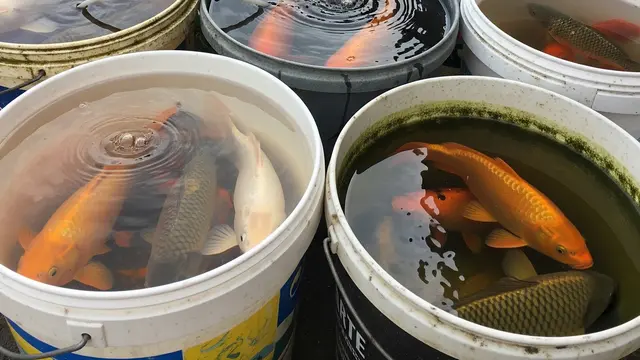 Jenis Ikan yang Cocok Dibudidaya di Ember Bekas