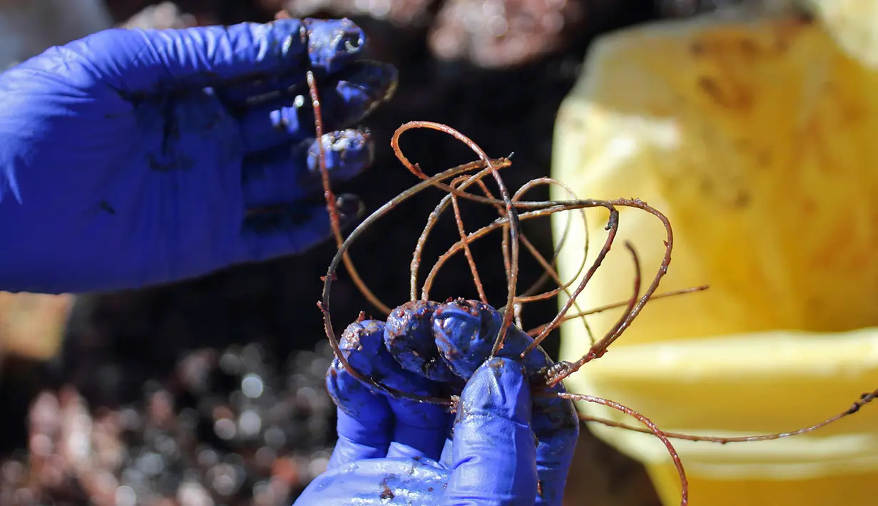 Foto pada 30 Maret 2019, tali pancing yang ditemukan di dalam perut paus di Pulau Sardinia, Italia. Perut paus sperma betina itu berisi  kantong sampah, jaring dan tali pancing, bahkan kantong cairan sabun cuci yang masih dapat diidentifikasi merek dan kode barangnya. (SEAME Sardinia Onlus via AP)