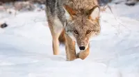 Ilustrasi coyote. (iStockphoto)
