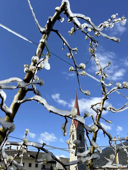 Pohon apel yang dibekukan secara artifisial ditutupi dengan lapisan es yang mencair di atas langit biru dekat Bressanone, di provinsi utara Italia di South Tyrol, Italia (8/4/2021).  (AP Photo/Matthias Schrader)