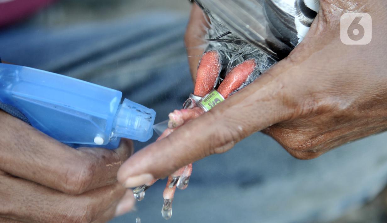 Pemilik saat membersihkan kaki burung merpati usai dilatih di kawasan Papanggo, Jakarta, Rabu (29/1/2020). Tidak hanya latihan, pemilik juga harus rajin memberikan vitamin serta merawat burung secara rutin. (merdeka.com/Iqbal S. Nugroho)