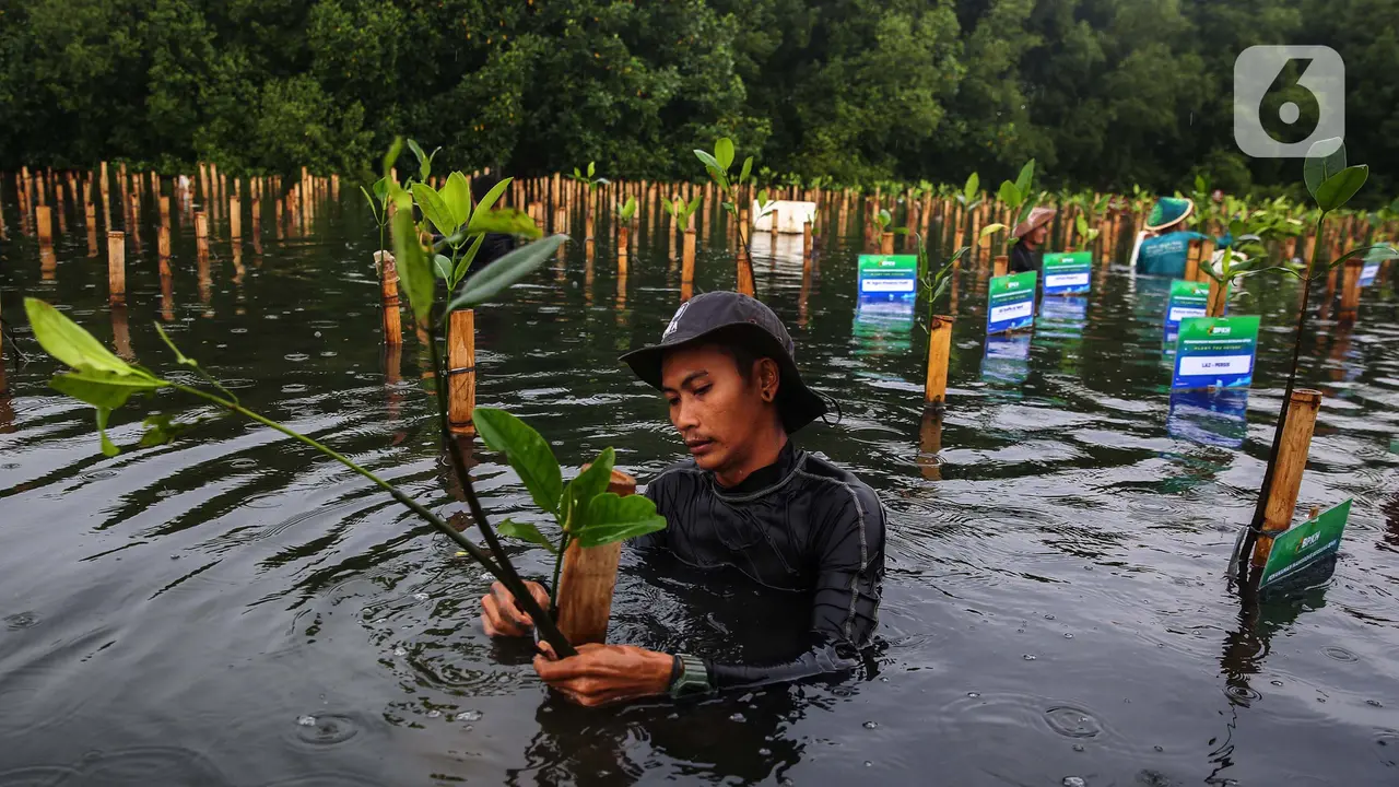 Peringati Hari Pohon Sedunia, BPKH Tanam 1.000 Mangrove di Pesisir Jakarta